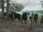 Cows in field.