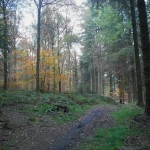 Autumn view in the Forest of Dean.