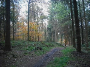 Autumn view in the Forest of Dean.