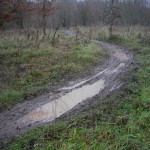 Puddle in muddy trail.