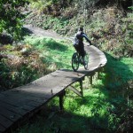 Wooden section on the Monkey Trail at Cannock Chase.