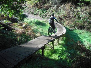 Wooden section on the Monkey Trail at Cannock Chase.