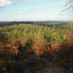 View of woods at Monkey Trail in Cannock Chase.