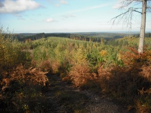 View of woods at Monkey Trail in Cannock Chase.