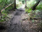 Roots on mountain bike track.