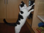 Cat at Brechfa bunk barn.