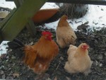 Chickens at Royal Oak in Bishopstone.