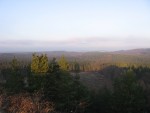 Winter view of trees in the Forest of Dean.