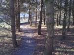 Trail through trees.