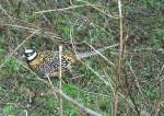 Reeve's pheasant on ridgeway near Marlborough.
