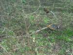 Reeve's pheasants near New Totterdown woods.