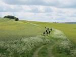 Mountain bikers near Overton.