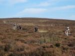 Descending from Pole Bank on Long Mynd.