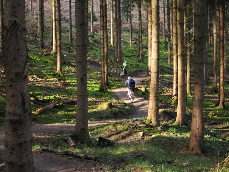 Scenic view in Forest of Dean.