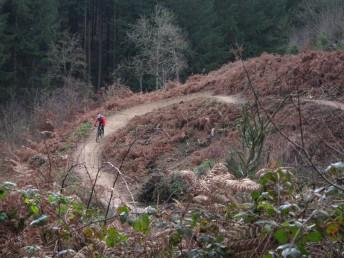Final descent of the Verderer's trail in the Forest of Dean