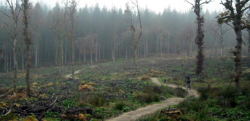 Verderer's trail Forest of Dean.