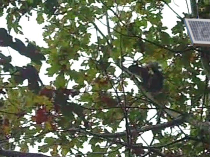 Tree In Panel Mountain bike remote timing transmitter and solar panel in tree.