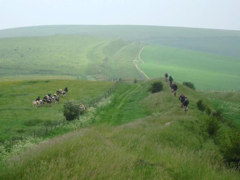 Bike versus cow on the Wansdyke.