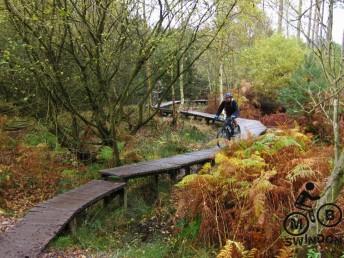 Wood section at Cannock Chase trails.