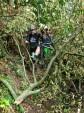 Fallen tree in Cranham woods