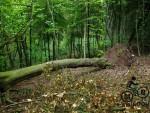 Fallen tree in woods near Cranham