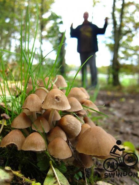 Mushrooms at a mountain bike trail.