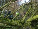 Fallen tree near Swindon.